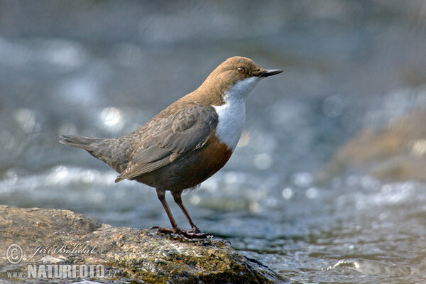 Wasseramsel (Cinclus cinclus)