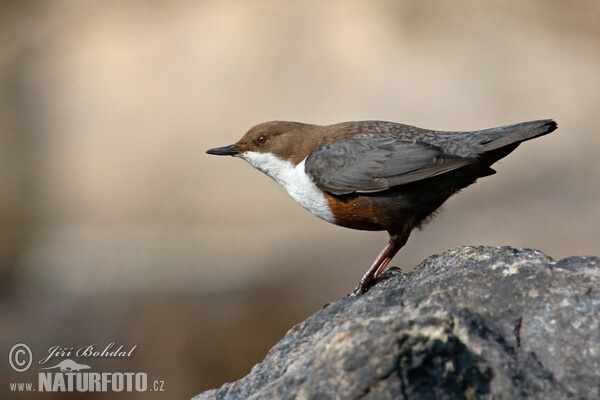 Wasseramsel (Cinclus cinclus)