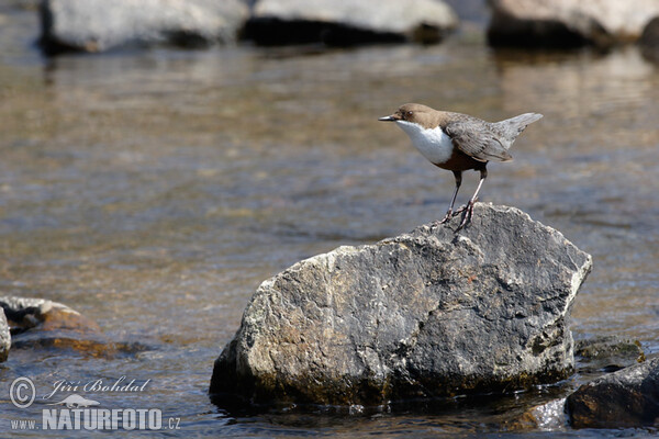 Wasseramsel (Cinclus cinclus)