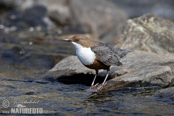 Wasseramsel (Cinclus cinclus)