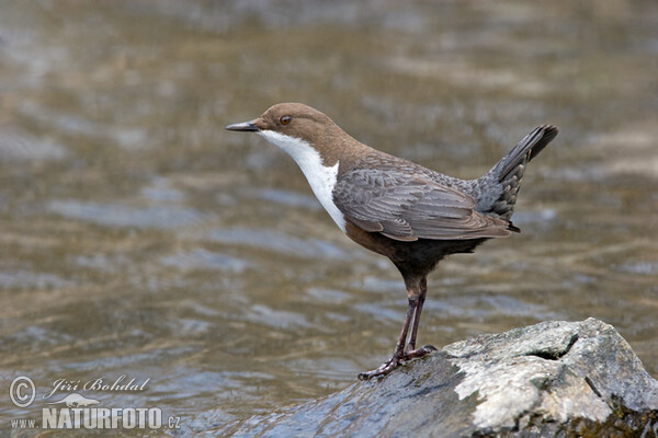 Wasseramsel (Cinclus cinclus)