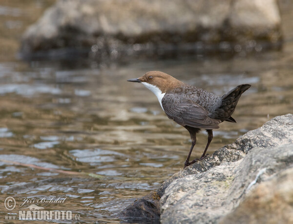 Wasseramsel (Cinclus cinclus)