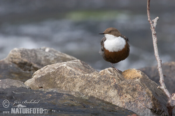 Wasseramsel (Cinclus cinclus)