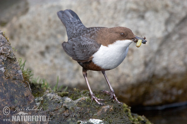 Wasseramsel (Cinclus cinclus)