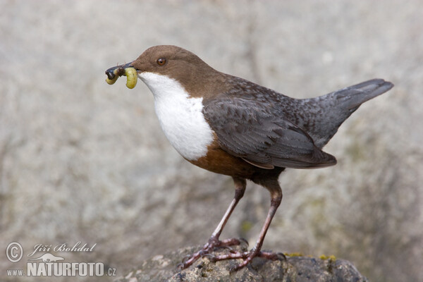 Wasseramsel (Cinclus cinclus)