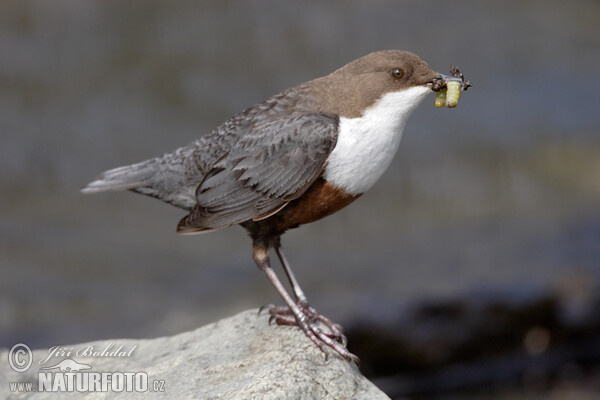 Wasseramsel (Cinclus cinclus)