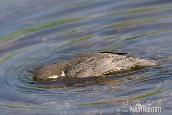 Wasseramsel (Cinclus cinclus)