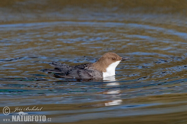 Wasseramsel (Cinclus cinclus)