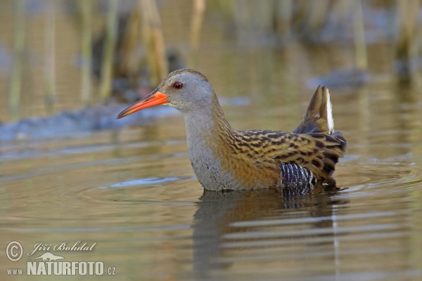 Wasserralle (Rallus aquaticus)