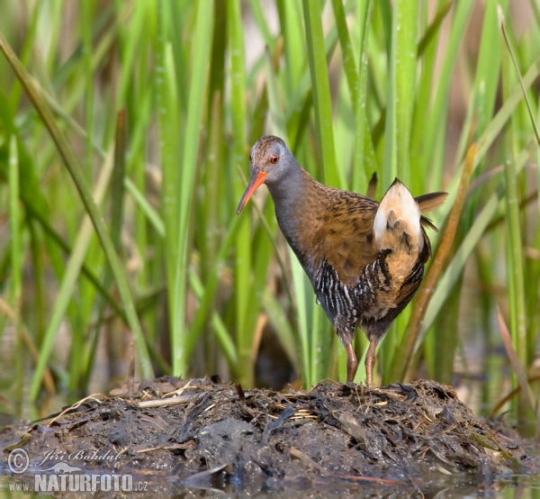 Wasserralle (Rallus aquaticus)