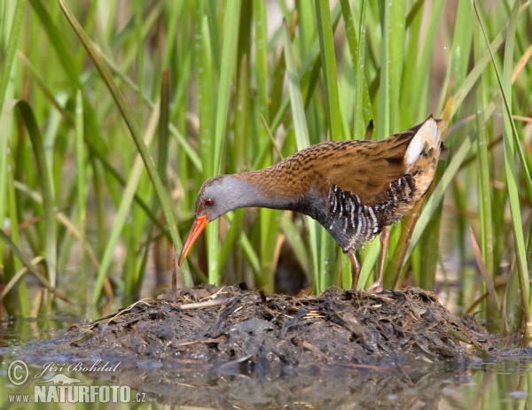 Wasserralle (Rallus aquaticus)