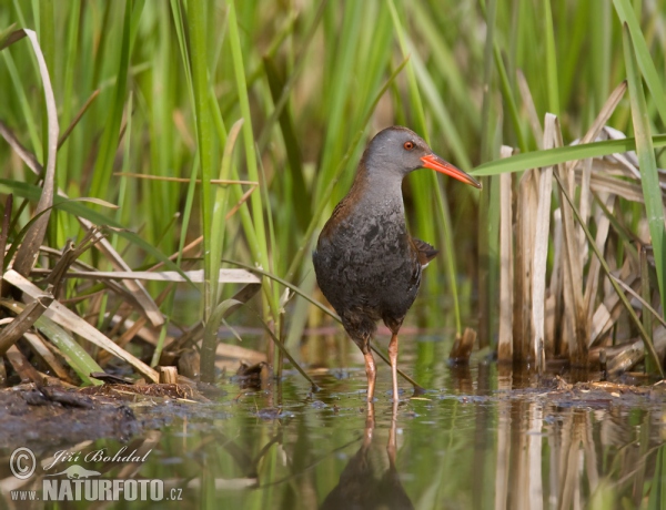 Wasserralle (Rallus aquaticus)