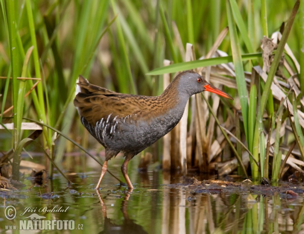 Wasserralle (Rallus aquaticus)