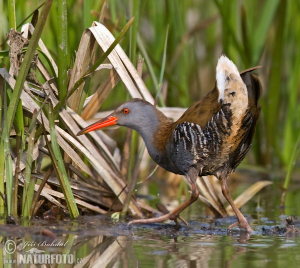 Wasserralle (Rallus aquaticus)