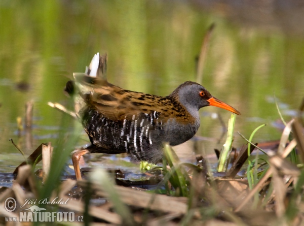 Wasserralle (Rallus aquaticus)