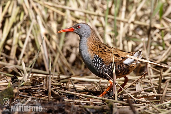 Wasserralle (Rallus aquaticus)