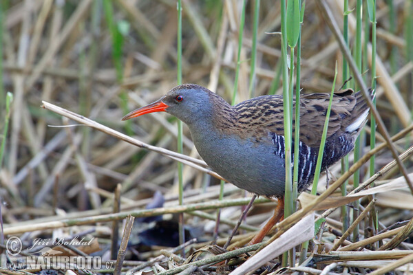 Wasserralle (Rallus aquaticus)