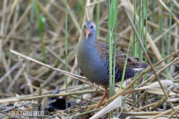 Wasserralle (Rallus aquaticus)