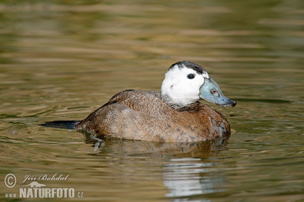 Weißkopfruderente (Oxyura leucocephala)