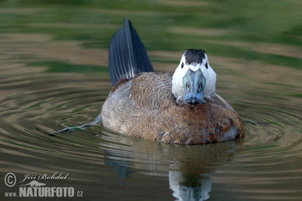 Weißkopfruderente (Oxyura leucocephala)