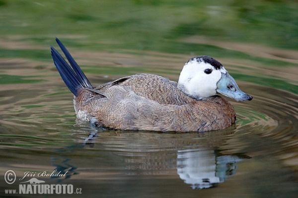 Weißkopfruderente (Oxyura leucocephala)