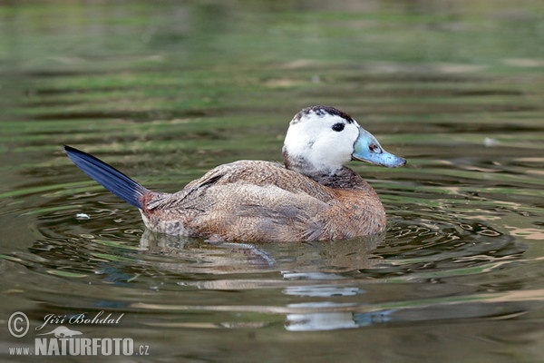 Weißkopfruderente (Oxyura leucocephala)