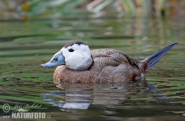 Weißkopfruderente (Oxyura leucocephala)