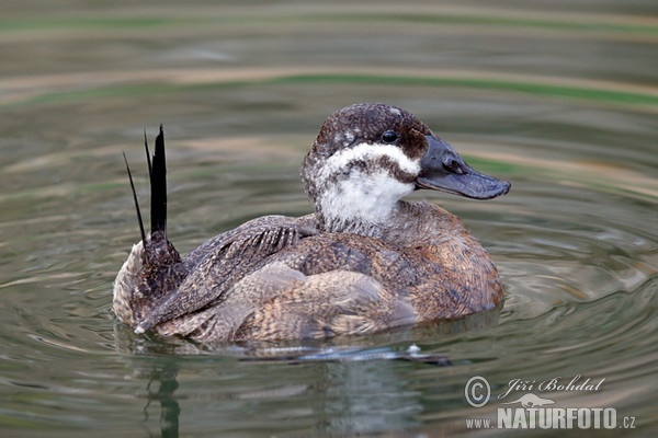 Weißkopfruderente (Oxyura leucocephala)