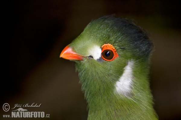 Weißohrturako (Turaco leucotis)