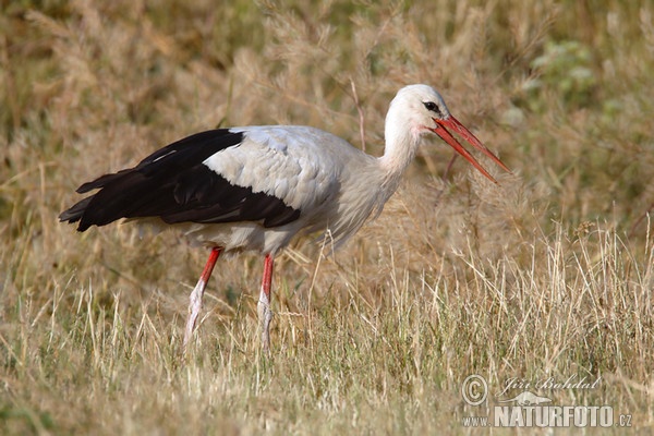 Weißstorch (Ciconia ciconia)