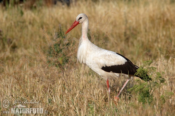 Weißstorch (Ciconia ciconia)