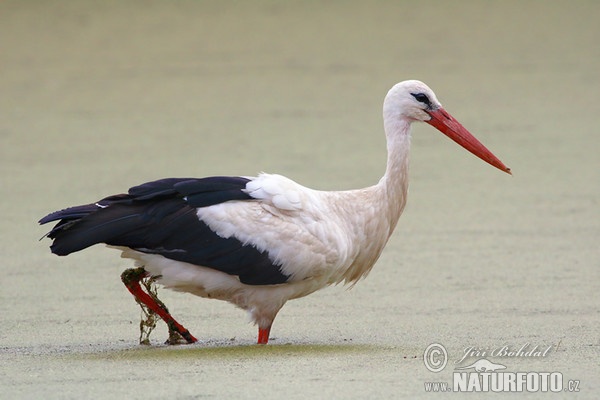 Weißstorch (Ciconia ciconia)