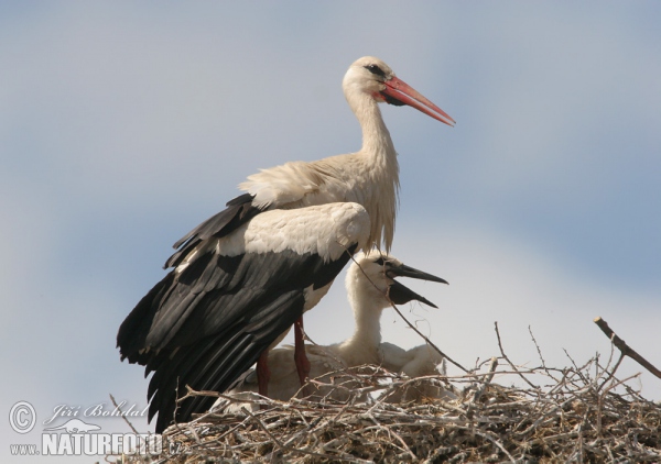 Weißstorch (Ciconia ciconia)