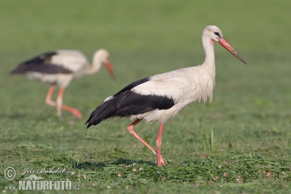 Weißstorch (Ciconia ciconia)