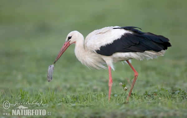 Weißstorch (Ciconia ciconia)