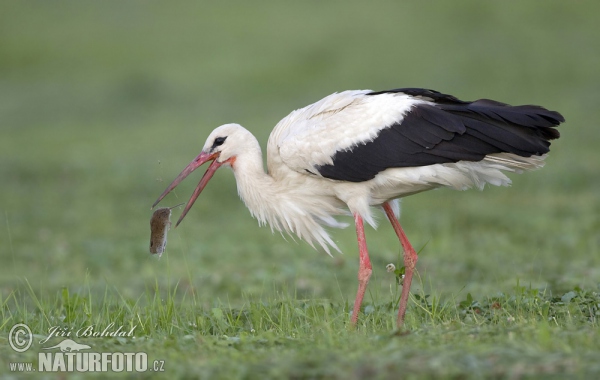 Weißstorch (Ciconia ciconia)