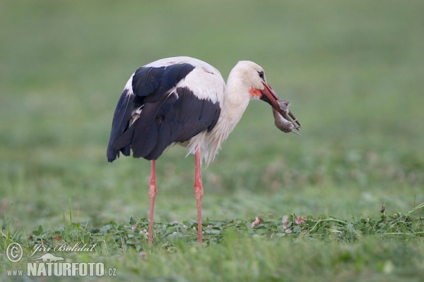 Weißstorch (Ciconia ciconia)