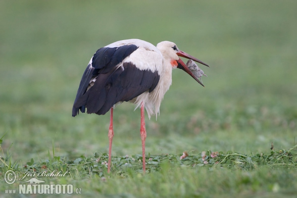 Weißstorch (Ciconia ciconia)