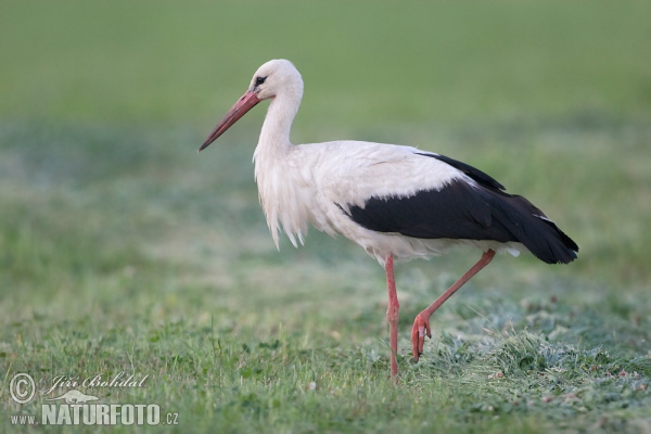 Weißstorch (Ciconia ciconia)