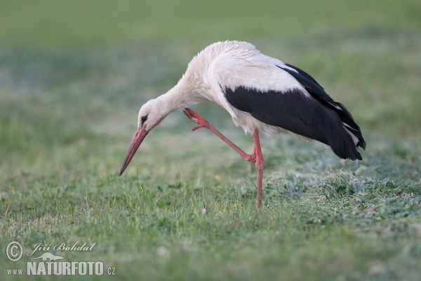 Weißstorch (Ciconia ciconia)