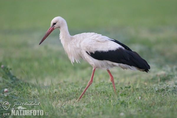 Weißstorch (Ciconia ciconia)