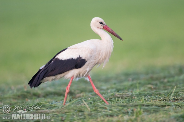 Weißstorch (Ciconia ciconia)