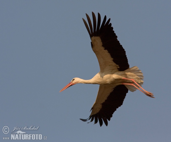 Weißstorch (Ciconia ciconia)