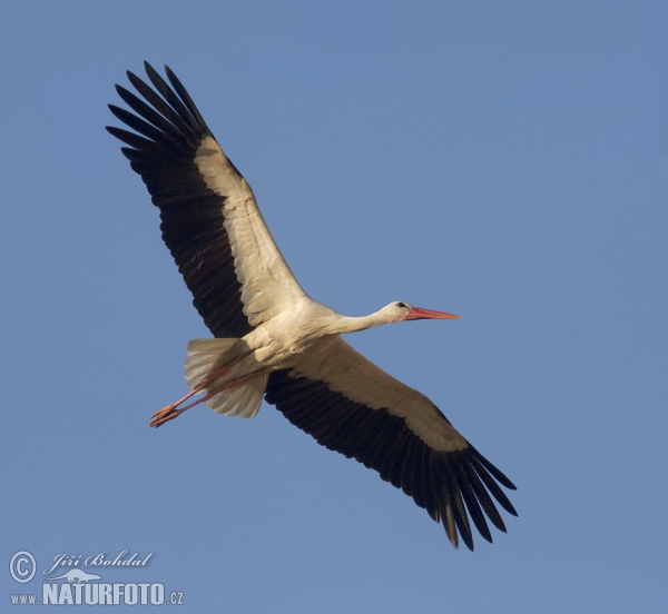 Weißstorch (Ciconia ciconia)