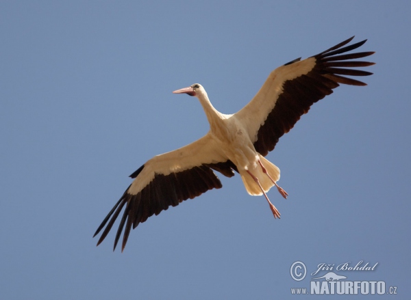 Weißstorch (Ciconia ciconia)