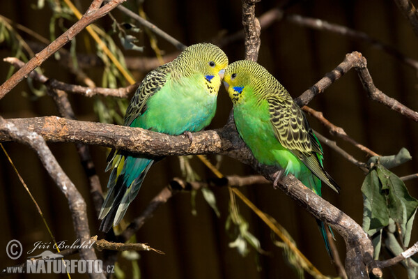 Wellensittich (Melopsittacus undulatus)