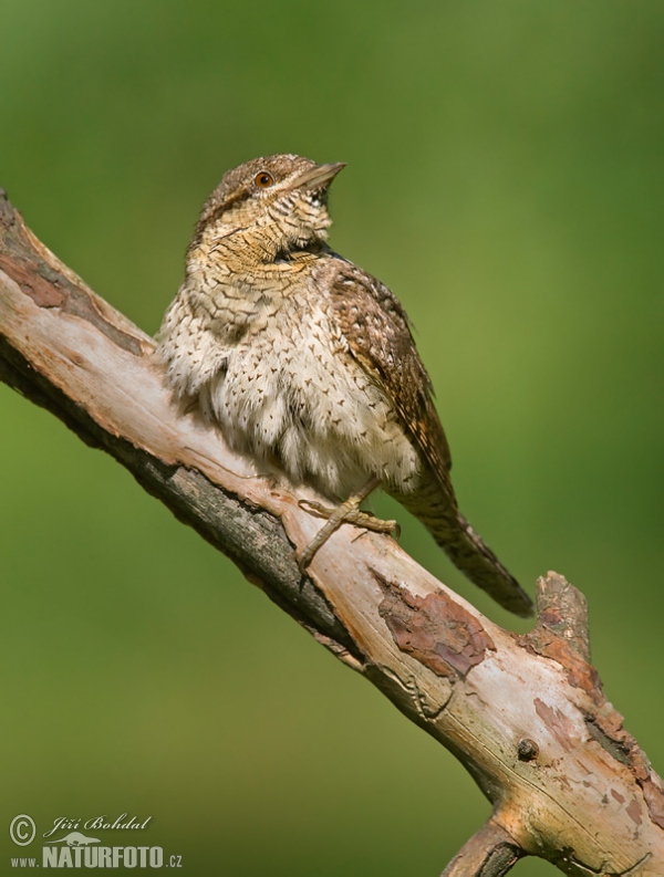 Wendehals (Jynx torquilla)