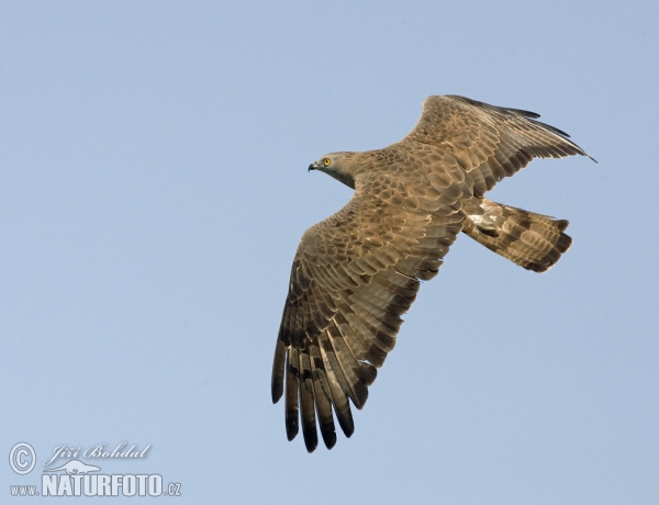 Wespenbussard (Pernis apivorus)