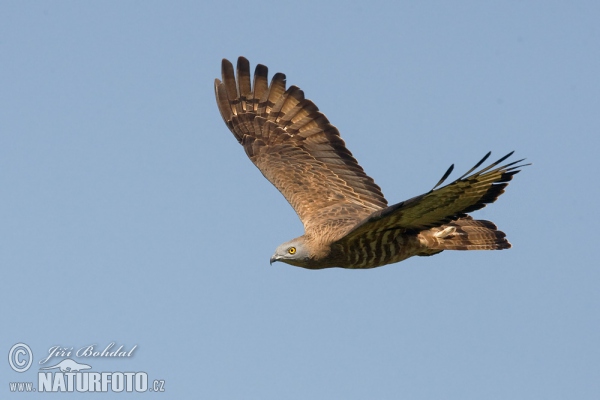 Wespenbussard (Pernis apivorus)