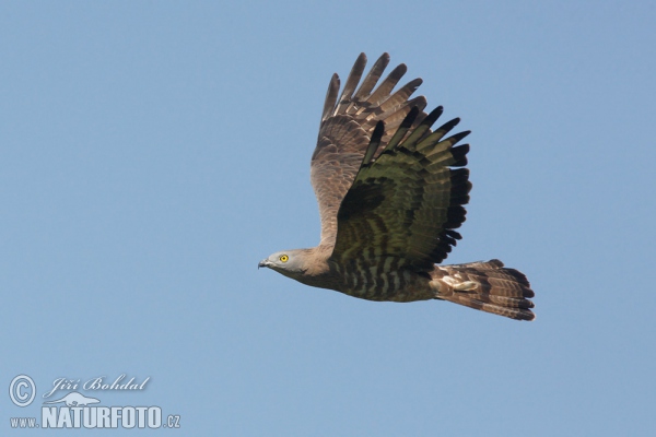 Wespenbussard (Pernis apivorus)